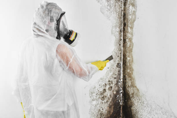 Best Home Mold Removal  in Madisonville, KY
