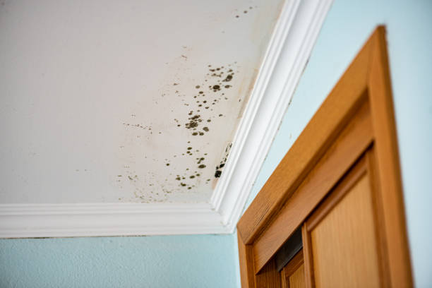 Best Attic Mold Removal  in Madisonville, KY