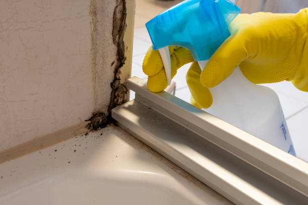 Best Mold Damage Repair  in Madisonville, KY