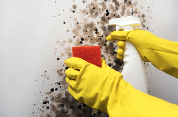 Crawl Space Mold Removal in Madisonville, KY