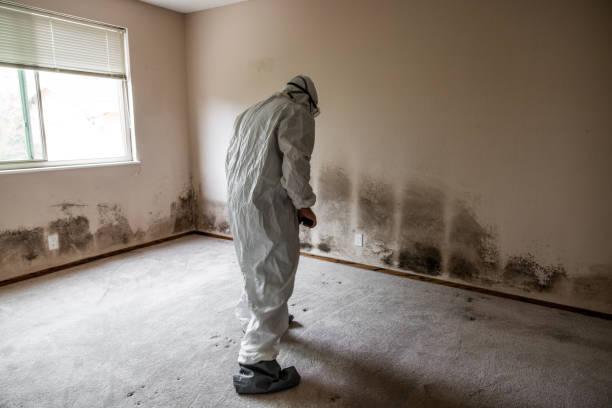 Best Commercial Mold Removal  in Madisonville, KY