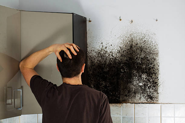 Best Residential Mold Removal  in Madisonville, KY