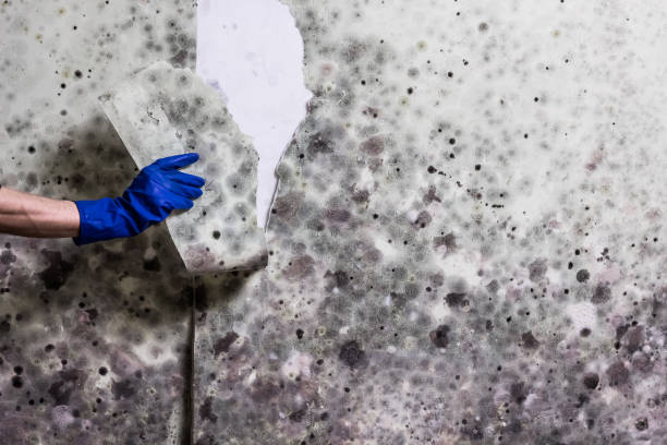 Best Mold Removal Company Near Me  in Madisonville, KY